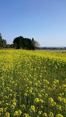 菜の花